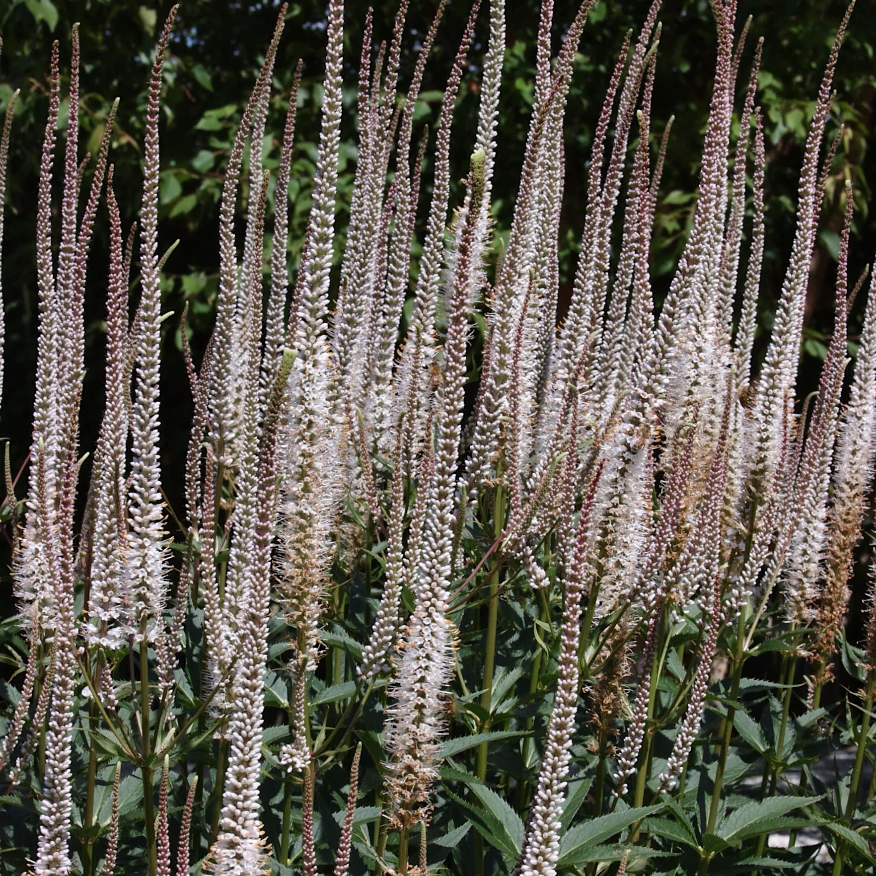 White Plants